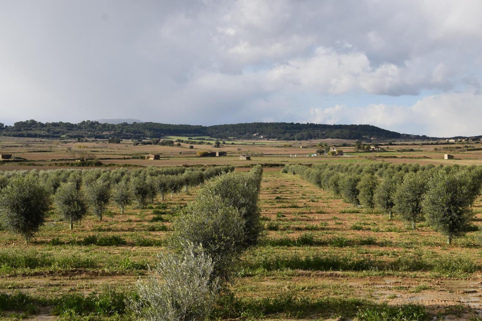 Agroturisme Gossalba Sant Joan Værelse billede